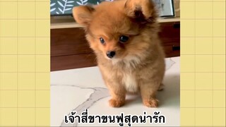 เพื่อนตัวน้อย สัตว์เลี้ยงแสนซน : เจ้าสี่ขาขนฟูสุดน่ารัก