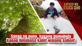 Sanga ng puno, kusang bumubula kapag binabasa kahit walang sabon! | Kapuso Mo, Jessica Soho