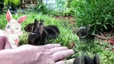 Animal|Little Rabbit in the Garden
