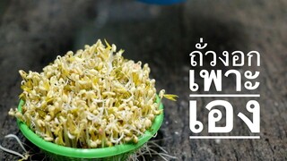 วิธีเพาะถั่วงอกกินเองแบบง่ายๆ   how to make homemade bean sprout