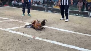 BrodFIT Bulik x Allen RH WIN at PSC 5stag derby
