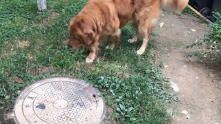 Sự cố Golden Retriever Siri, kết quả đây