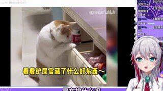日本天然小姐姐看《做坏事被抓包猫咪的尴尬瞬间》