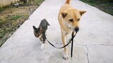 การฝึกสุนัขแมวในชนบทจีน "ต้าหวงไม่อยากจูงหมาตอนนี้จูงแมวและฉันแทน"