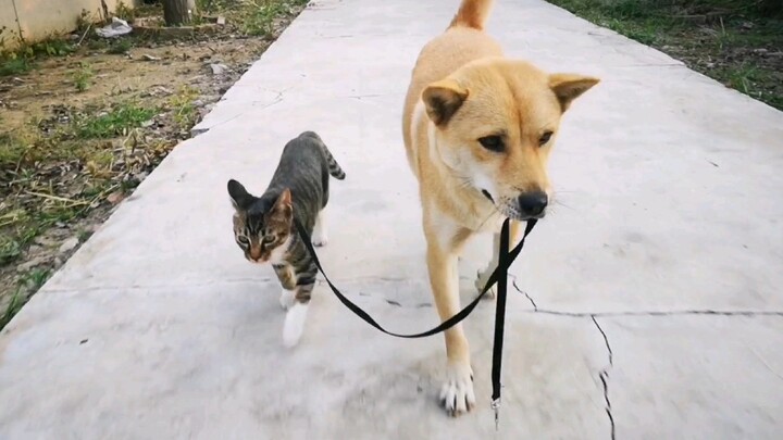 【中华田园犬之猫狗训练】大黄不再满足于遛狗，现在开始溜猫了，还有我。