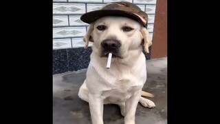 funny dog 9