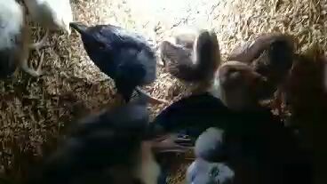 pobreng Manok