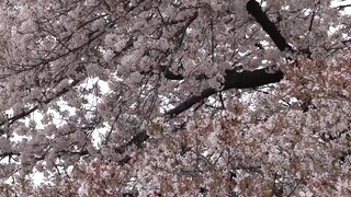 beautiful cherry blossom view🥰