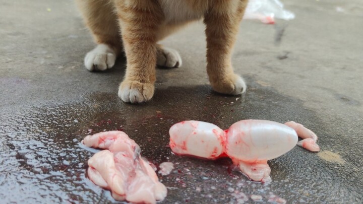 [Pecinta Kucing] Makan jeroan ikan
