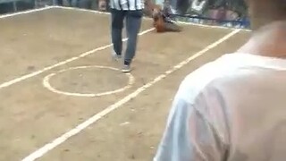 3 cock derby again 3rd fight win