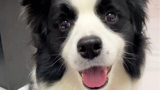 Oh my god! How expressive is the Border Collie!!!