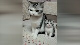 Begitu mirip, kucing yang begitu imut!