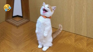 FUNNY CATS and DOGS 🐱🐶 SHOCK DOG prays to GOD 😲 CATS are Going Crazy 🤪