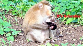 Oh Cute...Mother Monkey Joanna Left Baby Walking in The Jungle Freely and Happily