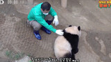 Panda Fubao yang lebih besar dari pengasuhnya