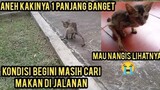 Anak Kucing Cacat Susah Berjalan Sudah Di Adopsi Pecinta Kucing Pada Sedih Melihat Keadaannya..!