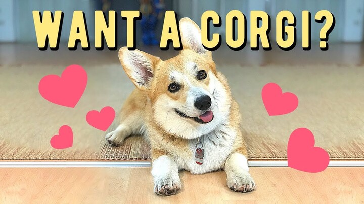 Want a Corgi? 7 things you don't know!