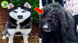 Chó ĐẦU Quỷ & 10  Loài Chó  Siêu Kỳ Lạ Và Siêu Bí Ẩn Từng Xuất Hiện Ngoài Đời I Vivu Thế Giới