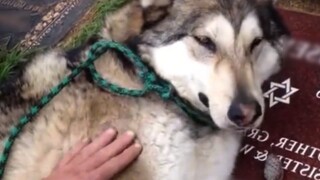 A dog crying at his owner's grave