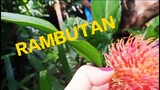 RAMBUTAN the hairy fruit in our backyard- FIRST TIME HARVESTING😋🌳