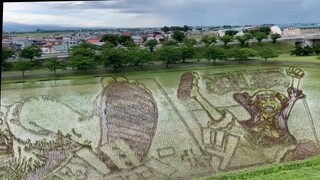 sawah versi one Piece