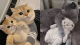 OMG â�¤ï¸� Funny Cat Videos ðŸ˜¹ -The Best Cute and Funny Cat Videos This Week! ðŸ�±