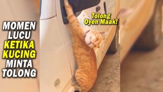 Lucu & Menggemaskan! Kakinya Terjepit di Spion Mobil, Si Oren Teriak Minta Tolong! Kucing Oren Lucu