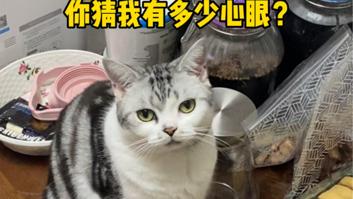 一只小猫800个心眼子！3副面孔！