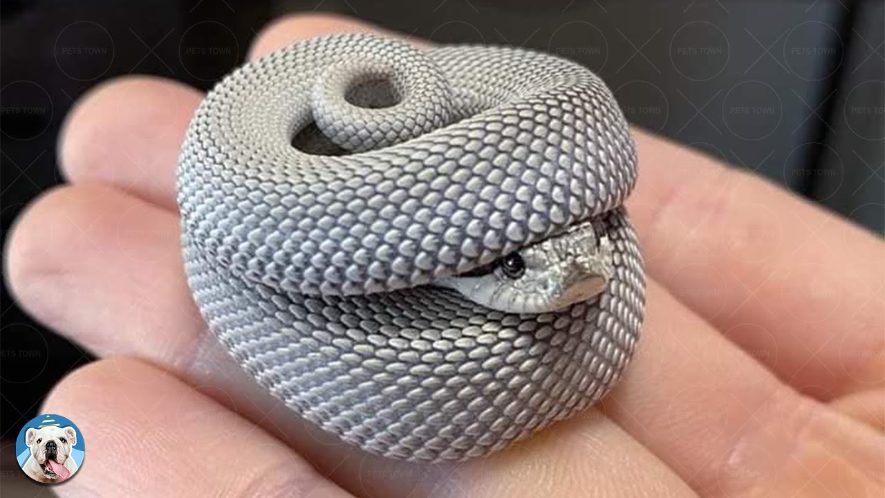 Cute Snake