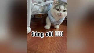 Muốn bỏ nhà ghê. Cayyyy cat mèo