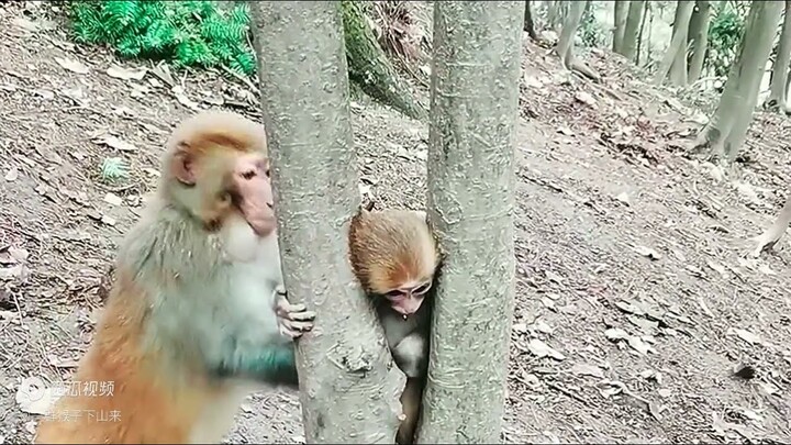 Baby monkey stuck between tree trunk #Monkey #baby Monkey #monkey smart #funnyanimals