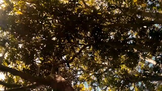 FLORANTE AT LAURA| short film