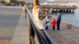 【Cute Pets】These are real cat walk!