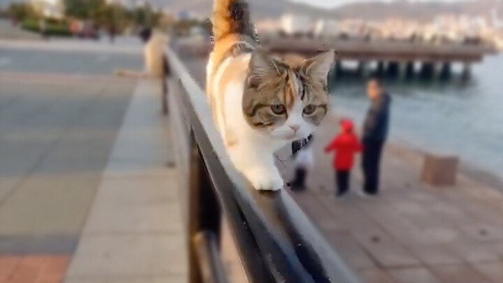 【Cute Pets】These are real cat walk!