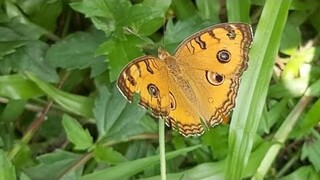 Peacock Pansy butterfly in Singapore