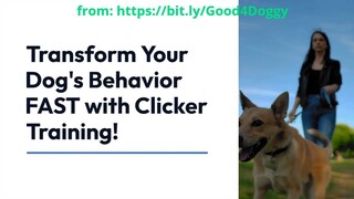 How to Use Clicker Training to Transform Your Dog's Behavior Fast