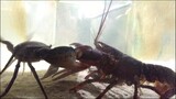 Giant Mud Crab VS American Lobster!