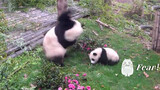 The panda Fu Shun: My mom goes crazy
