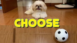 Letting A Shih Tzu Choose Between A Ball or A Treat (Cute & Funny Dog Video)