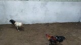battle of the broodcock Toronado vs tuppy muff