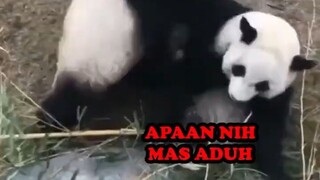 PANDA INI SALAH ORANG