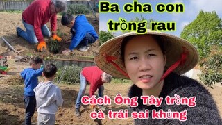 Ba cha con trồng cà chua dưa leo /ông Tây trồng cà trái khủng/cuộc sống pháp/vườn rau ở pháp