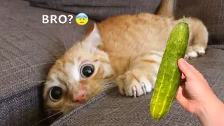Funniest Animals - Best Of The 2021 Funny Animal Videos #58