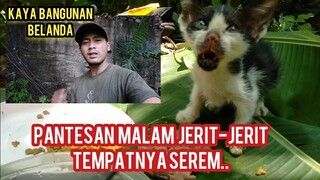 Anak Kucing ini Kaya Mau Nangis Kesasar Mencari Induknya Ke Kebun Pisang Tidak Ketemu..!