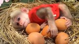 เด็กลิงน่ารักมาก #น่ารัก #สัตว์