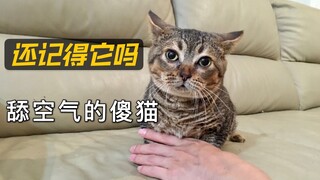 还记得这只会舔空气，冒鼻涕泡的傻猫吗