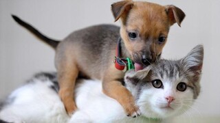 Cutest Kittens And Puppies In The World | Cute Baby Animals Doing Funny Things