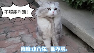 被树枝叉住脖子的小猫咪满脸不服，有本事你一辈子夹住我。