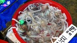 Korean street foods - Giant octopus clean and cooked