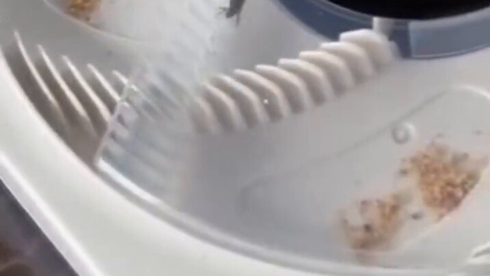 Fly: Isn't this a gift from God?